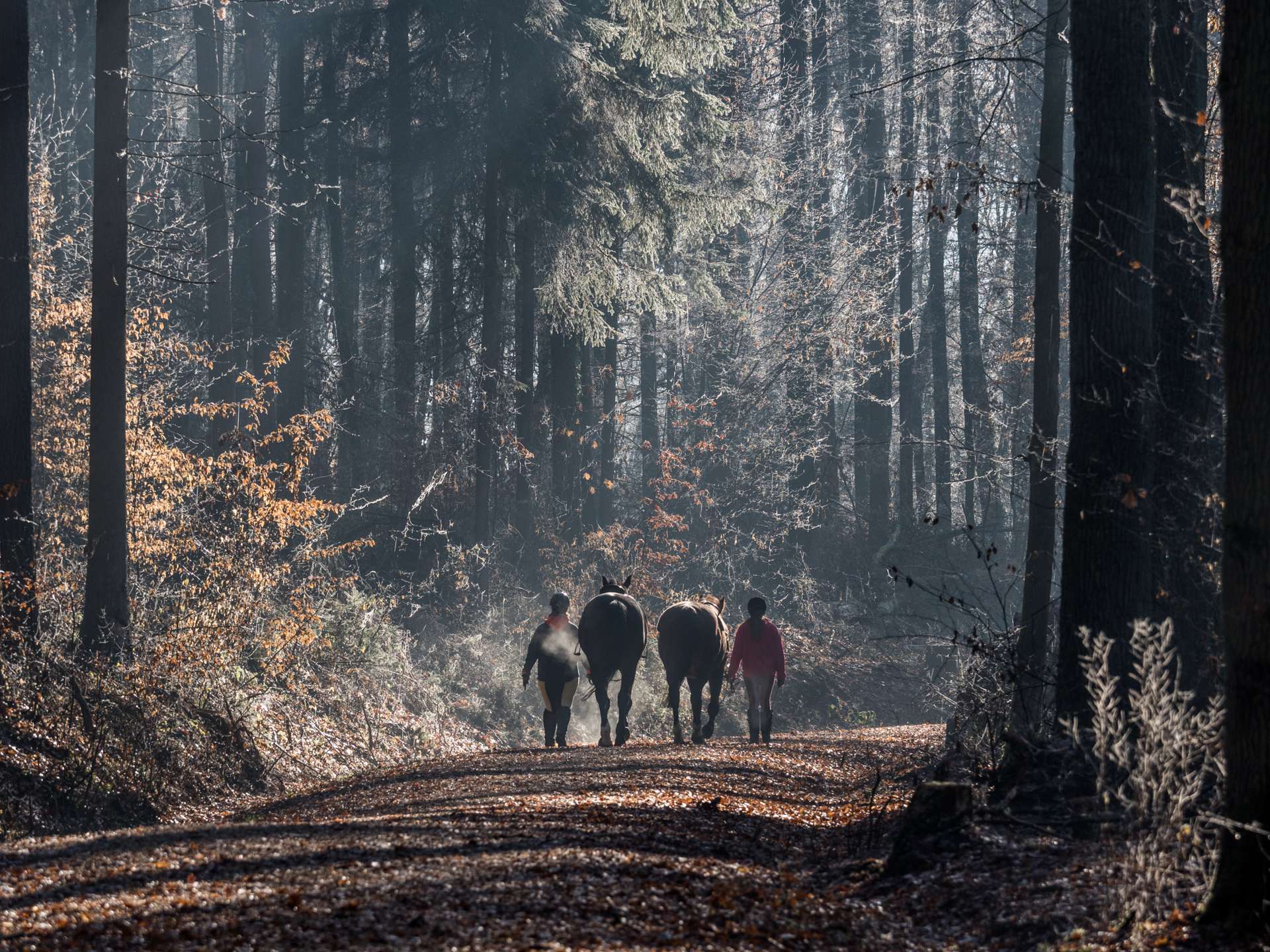 Cover image for Exploring Bamberg’s Surrounding Nature: Outdoor Activities and Day Trips