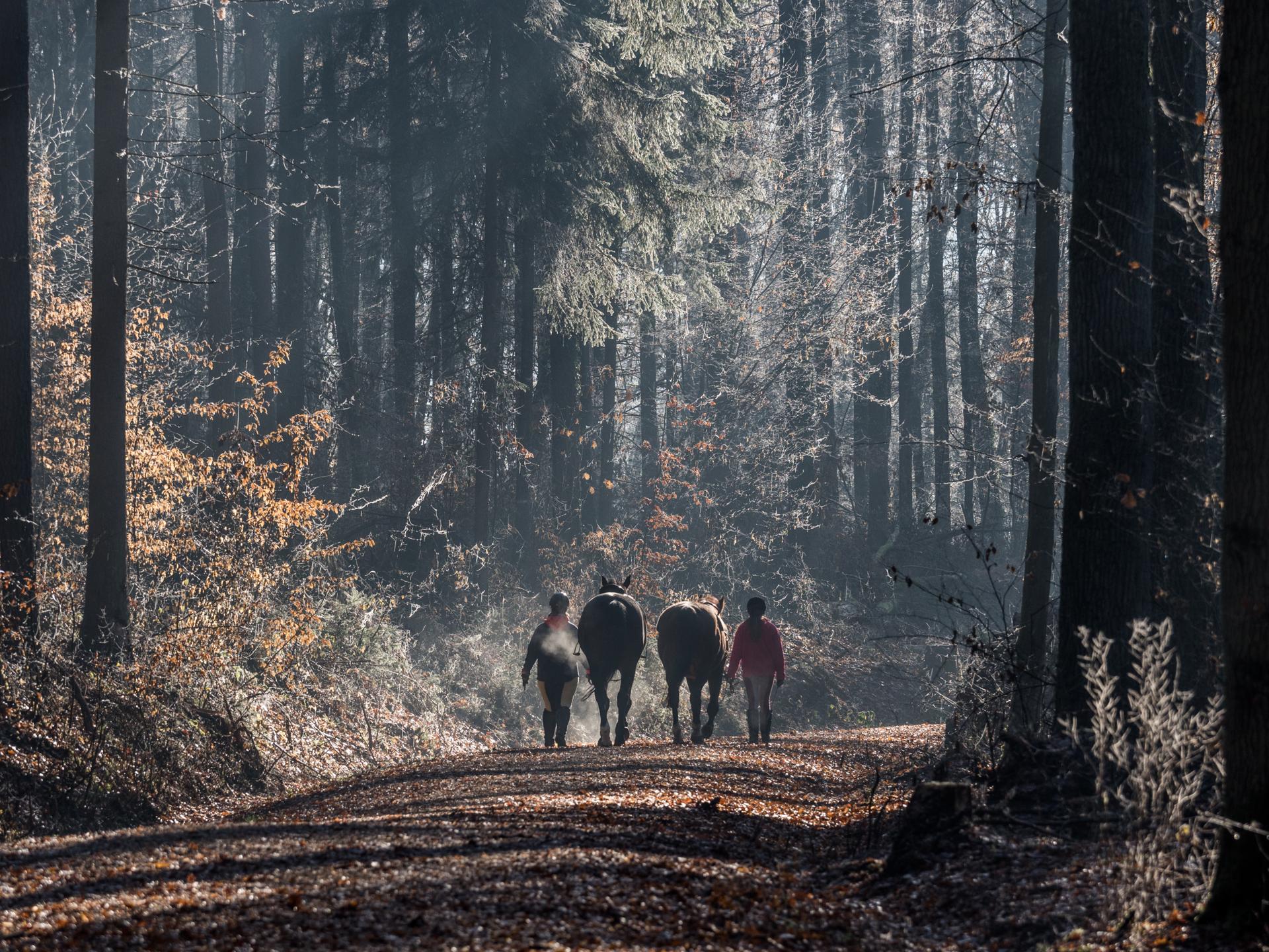 Imagen de Explorar la naturaleza de los alrededores de Bamberg: actividades al aire libre y excursiones de un día