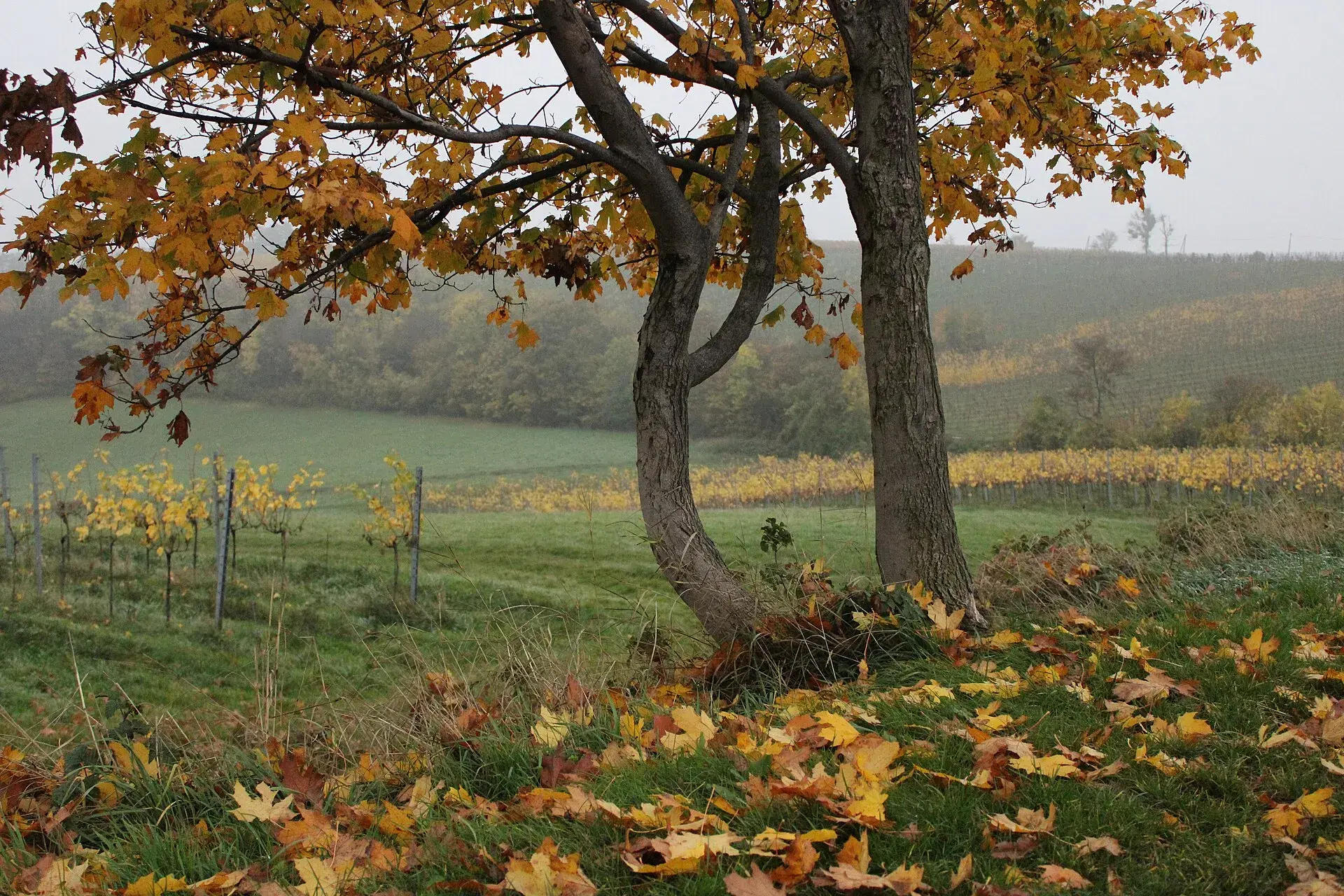 Cover image for Europe in Autumn: 10 Cities at Their Best