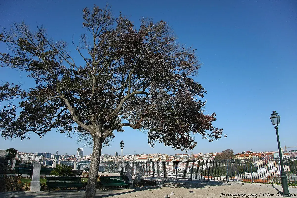The Miradouro de São Pedro de Alcântara, a free viewpoint over the Baixa rooftops. Photo: Vitor Oliveira, CC BY-SA 2.0