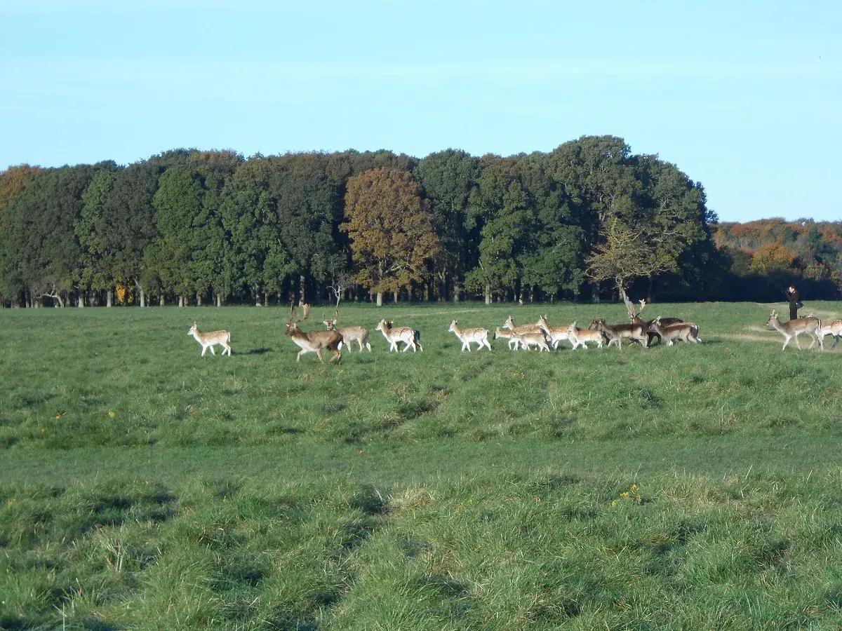 Os gamos circulam em total liberdade pelo Phoenix Park, e a época da brama no outono é a melhor altura para os ver. Foto: Irish Wildlife Trust Dublin Branch, CC BY-SA 4.0