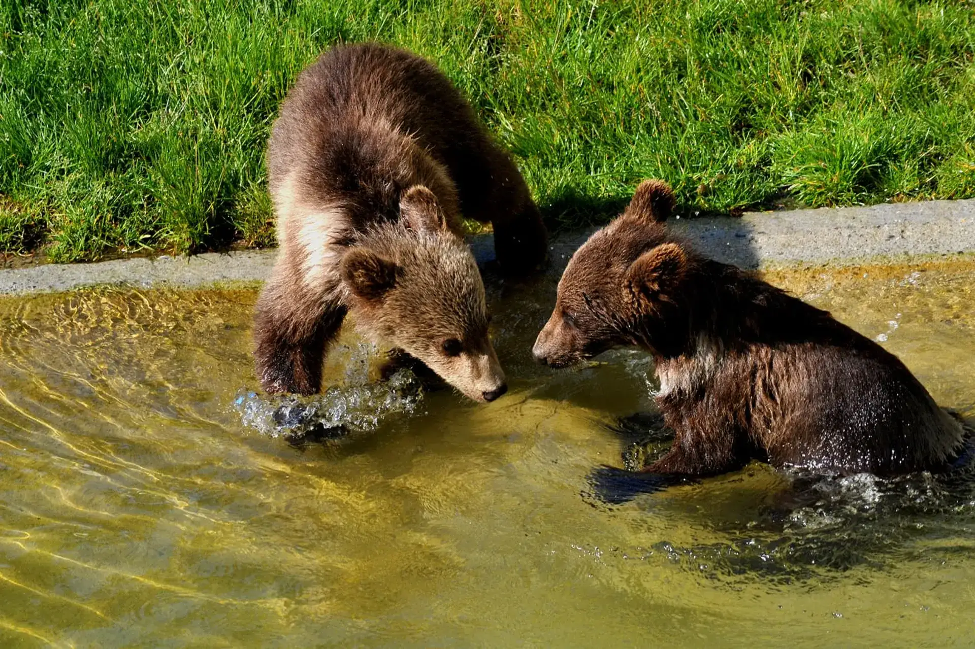 BärenPark Bern: History of the City's Famous Bears - Bern